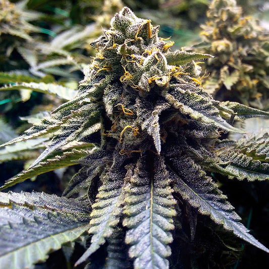Auto Chocolate Mint OG (Feminisiert) Humboldt Seed Organisation