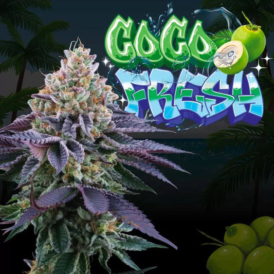 Coco Fresh Feminisiert Perfect Tree Seeds
