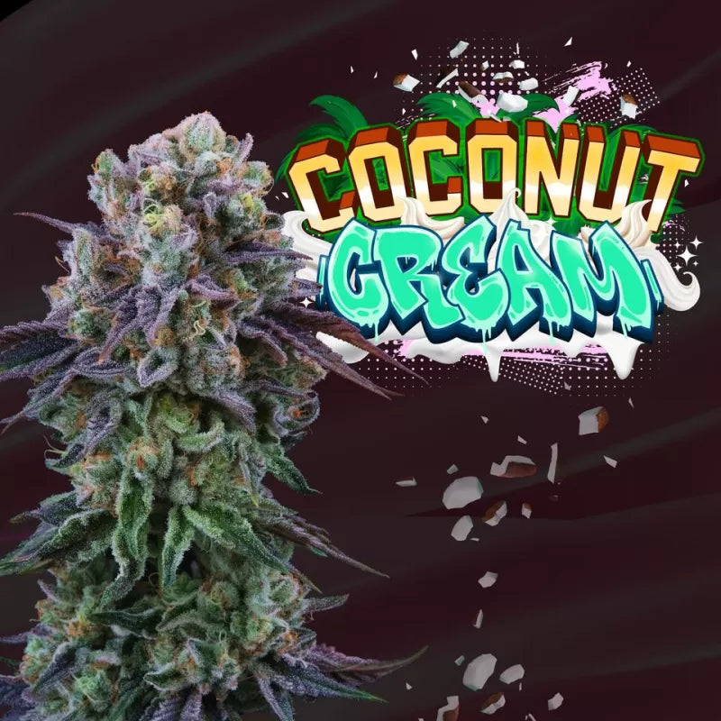 Coconut Cream Feminisiert Perfect Tree Seeds