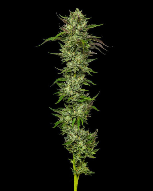 Slightly Stoopid Collie Man Kush Feminisiert Humboldt Seed Company