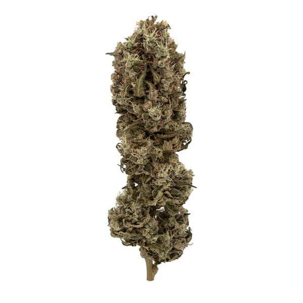 Cookies Gelato Feminisiert Royal Queen Seeds