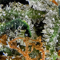 Cotton Candy Kush ® Feminisiert Delicious Seeds