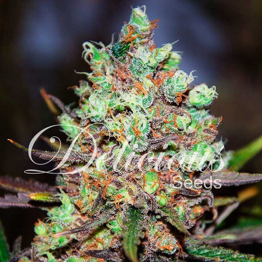 Cotton Candy Kush ® Feminisiert Delicious Seeds