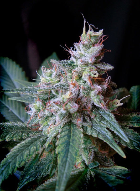 Cream Caramel® Feminisiert Sweet Seeds