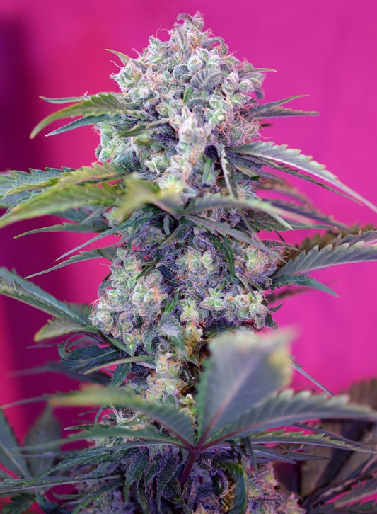 Auto Cream Mandarine® (Feminisiert) Sweet Seeds