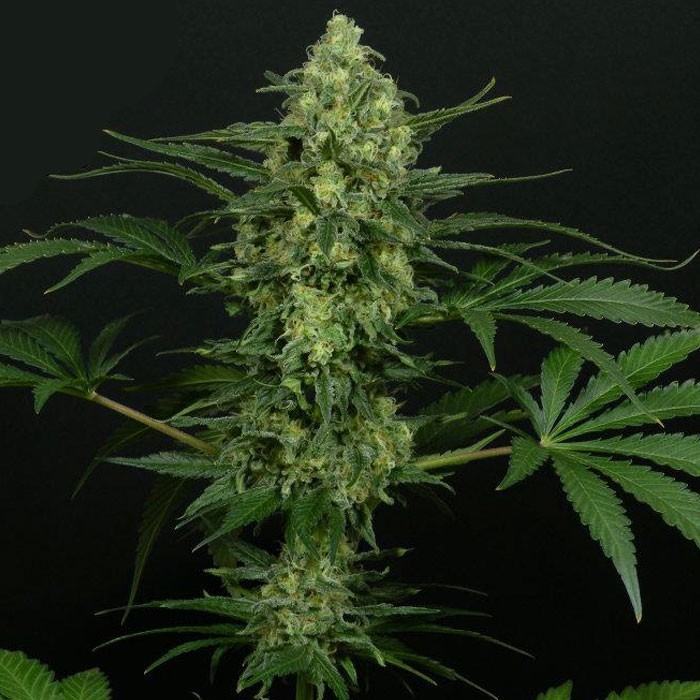 CRIMINAL+ Feminisiert Ripper Seeds
