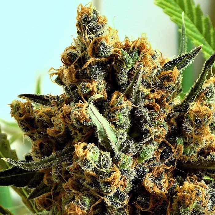 CRIMINAL+ Feminisiert Ripper Seeds