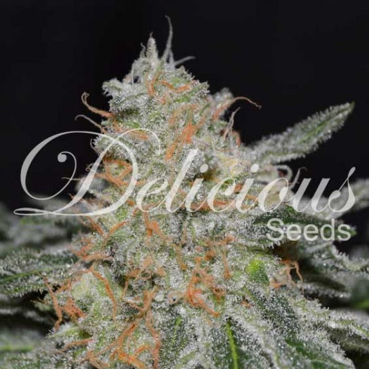 Critical Neville Haze 2.0 ® Feminisiert Delicious Seeds