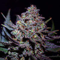 Critical Super Silver Haze ® Feminisiert Delicious Seeds