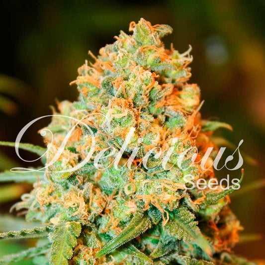 Critical Super Silver Haze ® Feminisiert Delicious Seeds