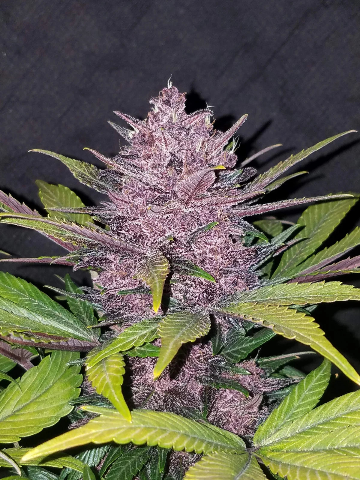 Auto Blackberry (Feminisiert) Fast Buds