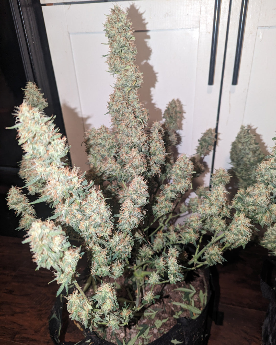 Auto Strawberry Banana (Feminisiert) Fast Buds