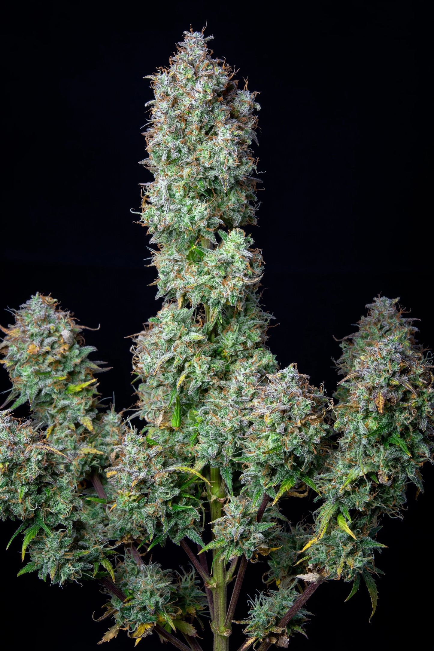 Auto Forbidden Runtz (Feminisiert) Fast Buds