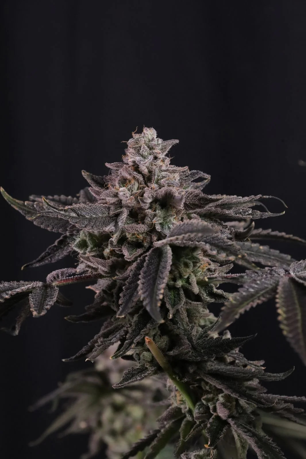 Z42™ Feminisiert Fast Buds