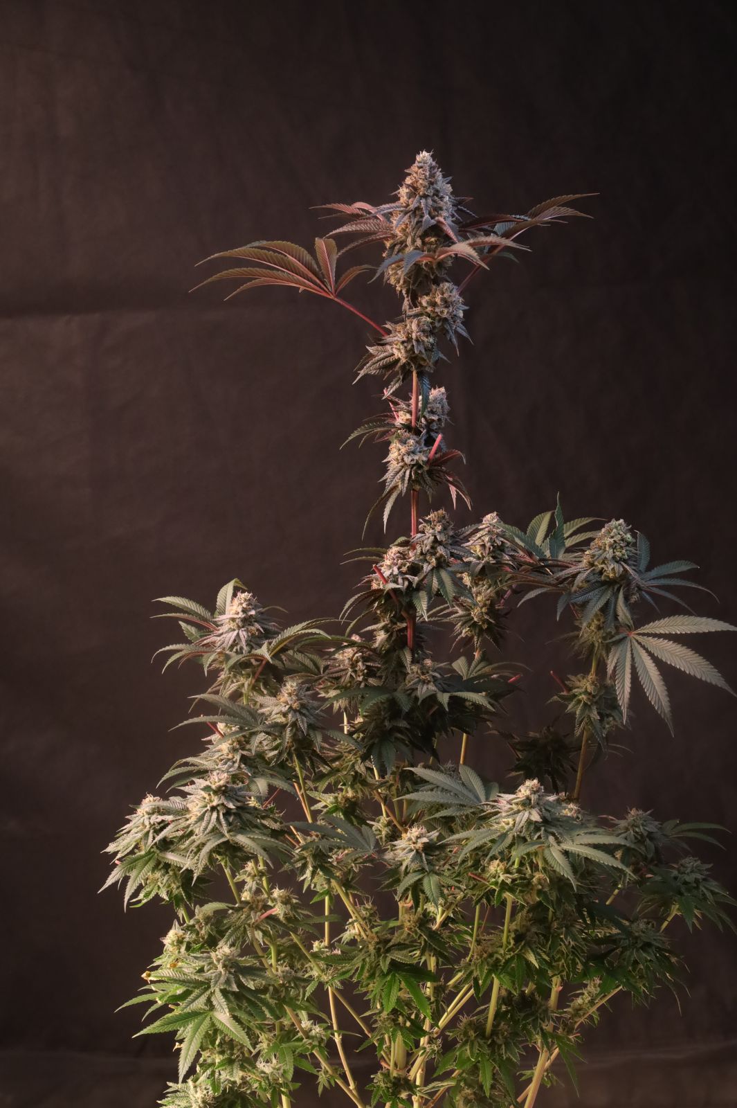 Lemon Cherry Runtz Feminisiert Fast Buds