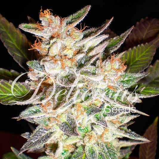 Auto Delicious Candy ® (Feminisiert) Delicious Seeds