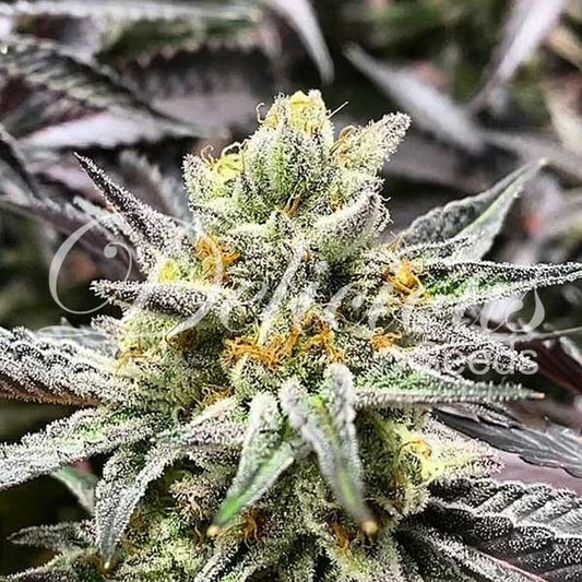Delicious Cookies Feminisiert Delicious Seeds