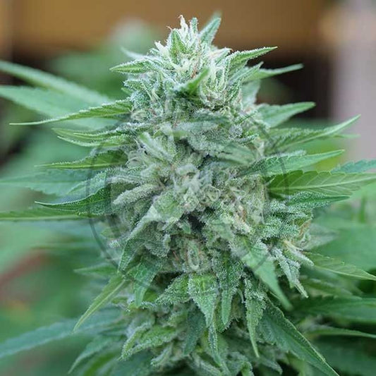 Moby Delicious Limited Drop ® Feminisiert Delicious Seeds
