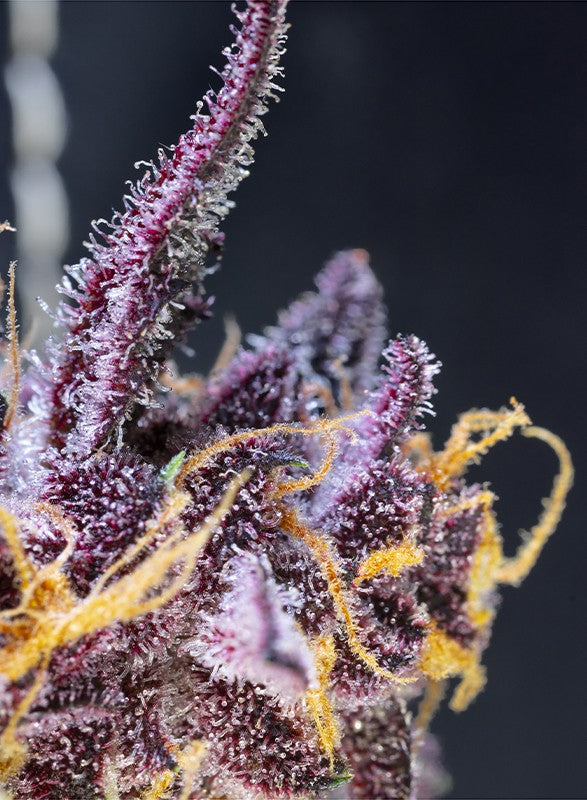 Auto Diablo Rojo XL® (Feminisiert) Sweet Seeds