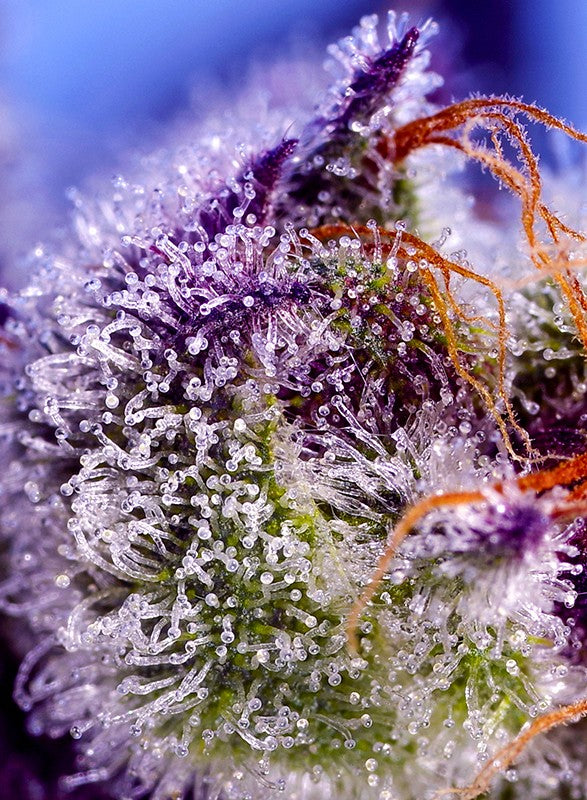Auto Diablo’s Delight XL® (Feminisiert) Sweet Seeds