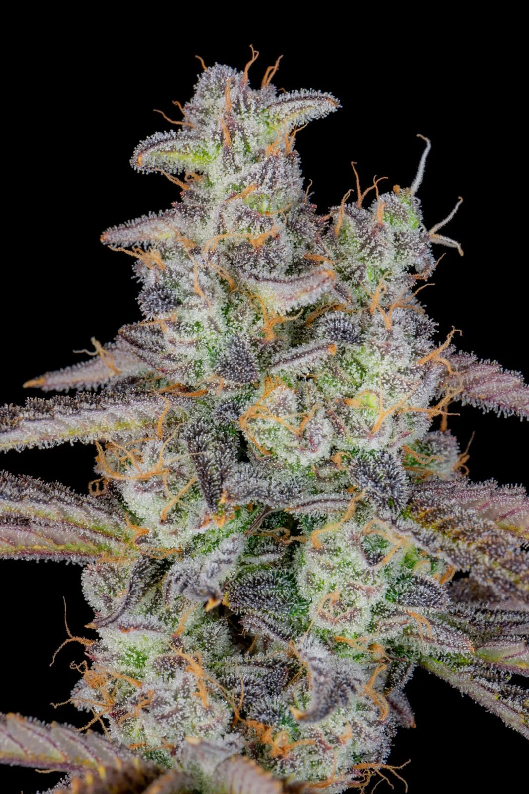 Auto Banana Purple Punch (Feminisiert) Fast Buds