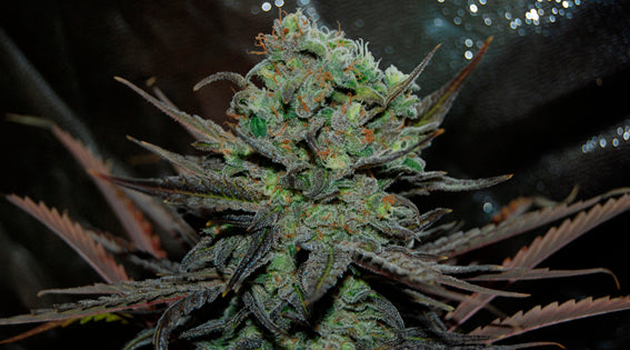 Auto Eleven Roses ® (Feminisiert) Delicious Seeds