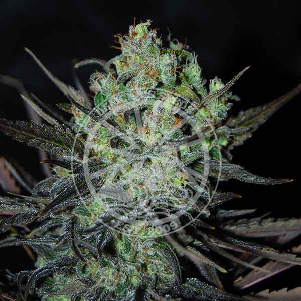 Auto Eleven Roses ® (Feminisiert) Delicious Seeds
