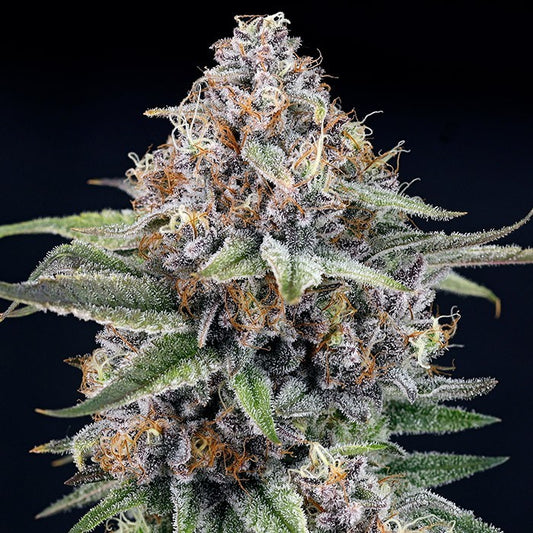 EyeBallz Feminisiert Ripper Seeds