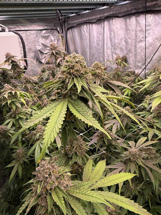 Biscotti Gelato Feminisiert Fast Buds