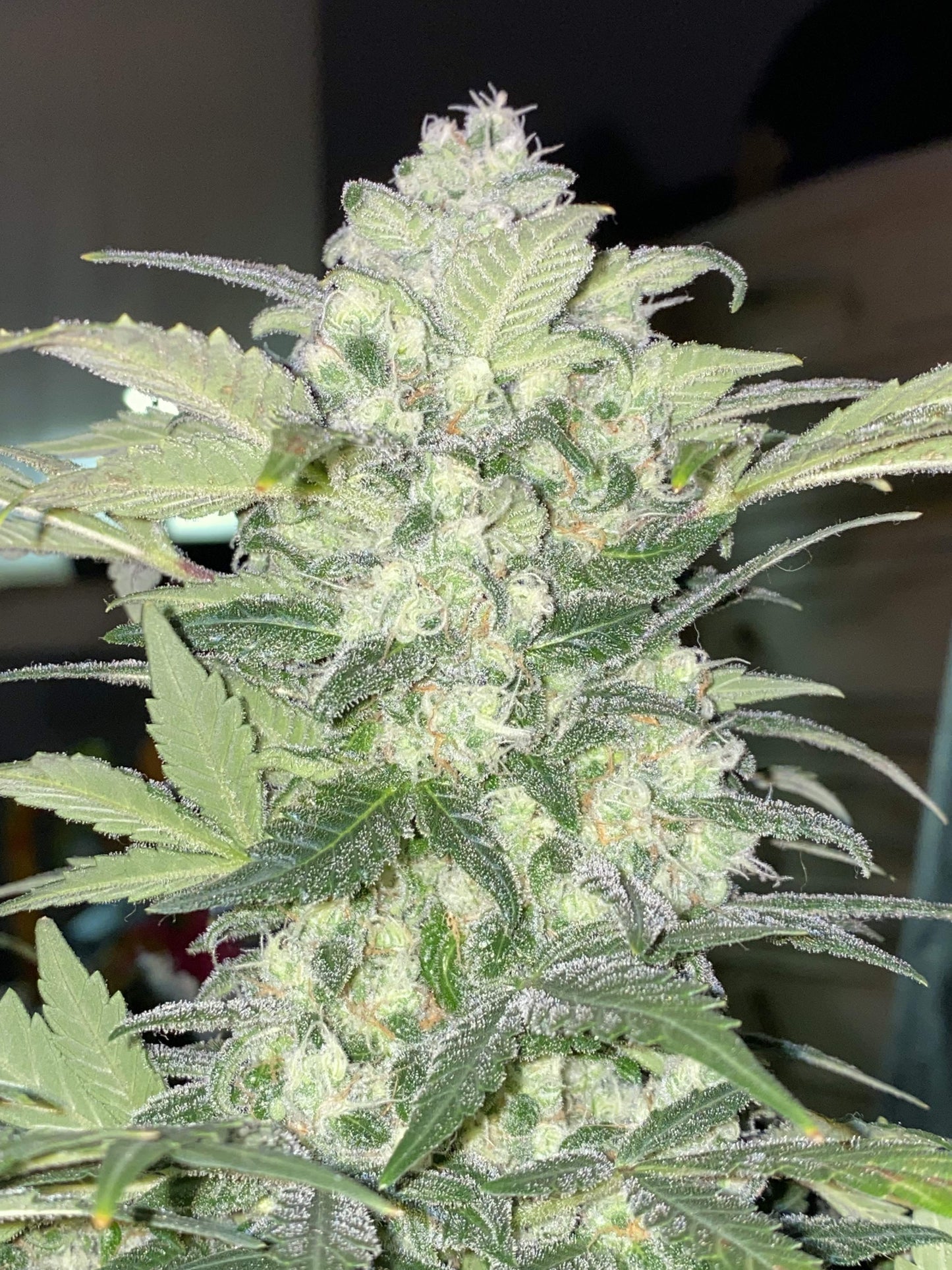 Auto Original BubbleGum (Feminisiert) Fast Buds