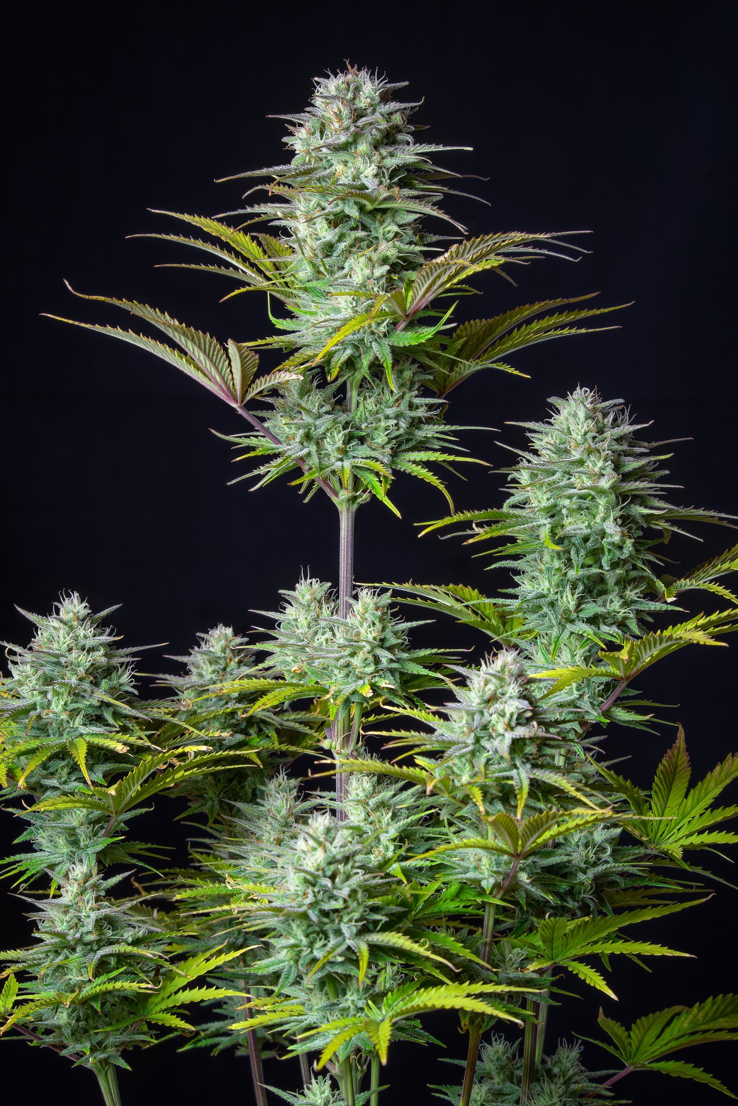 Auto Kosher Cake (Feminisiert) Fast Buds