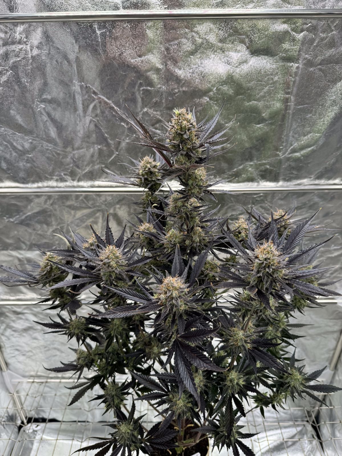 Auto Guava RF3 (Feminisiert) Fast Buds
