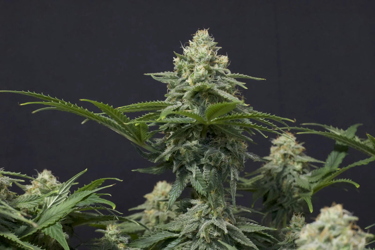 Wedding Cheesecake FF (Feminisiert) Fast Buds