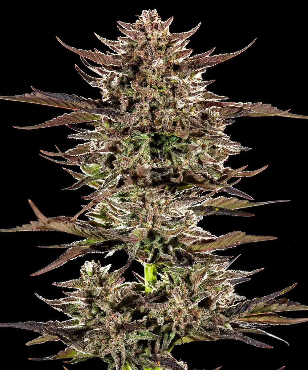 Auto Frosted Zinn x 3 Bears OG (Feminisiert) Barney's Farm