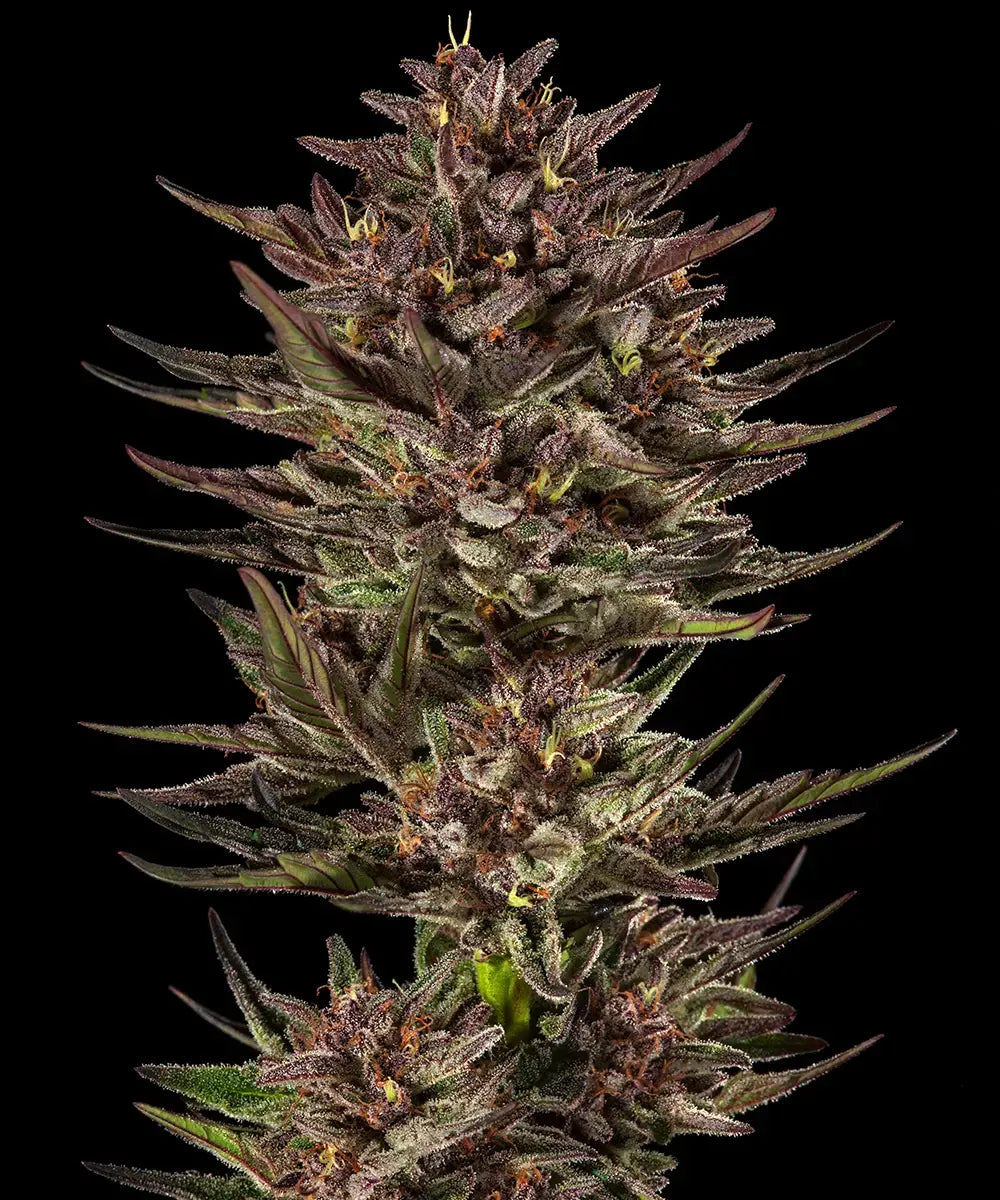Auto Frosted Zinn x Cookie Dog (Feminisiert) Barney's Farm