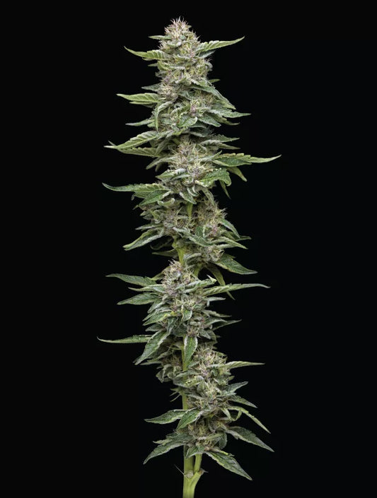 Garlic Budder Feminisiert Humboldt Seed Company