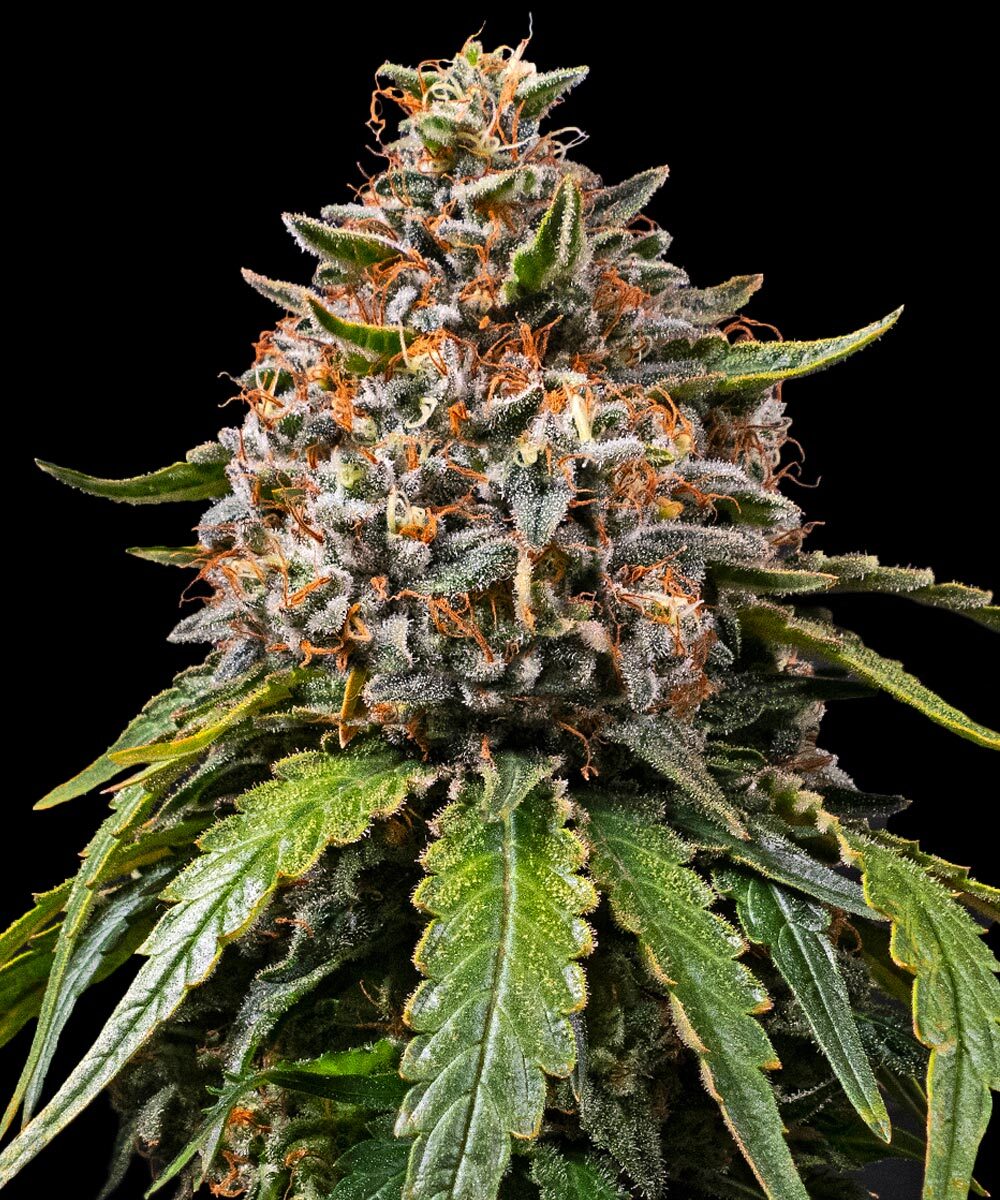 White Widow XXL Feminisiert Barney's Farm