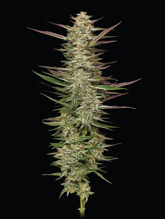 Gazzurple Feminisiert Humboldt Seed Company