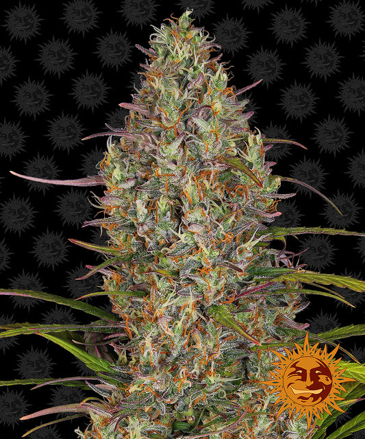 Auto Glue Gelato (Feminisiert) Barney's Farm