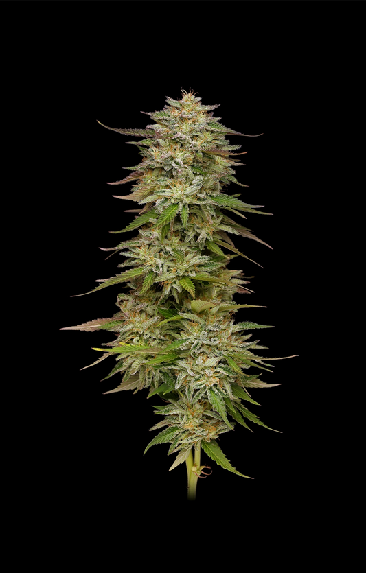 Golden Sands Feminisiert Humboldt Seed Company