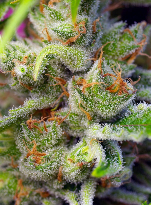 Gorilla Girl® Feminisiert Sweet Seeds