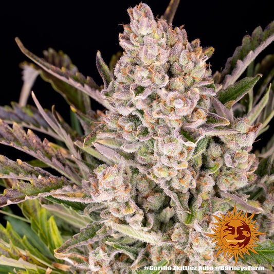 Auto Gorilla Zkittlez (Feminisiert) Barney's Farm