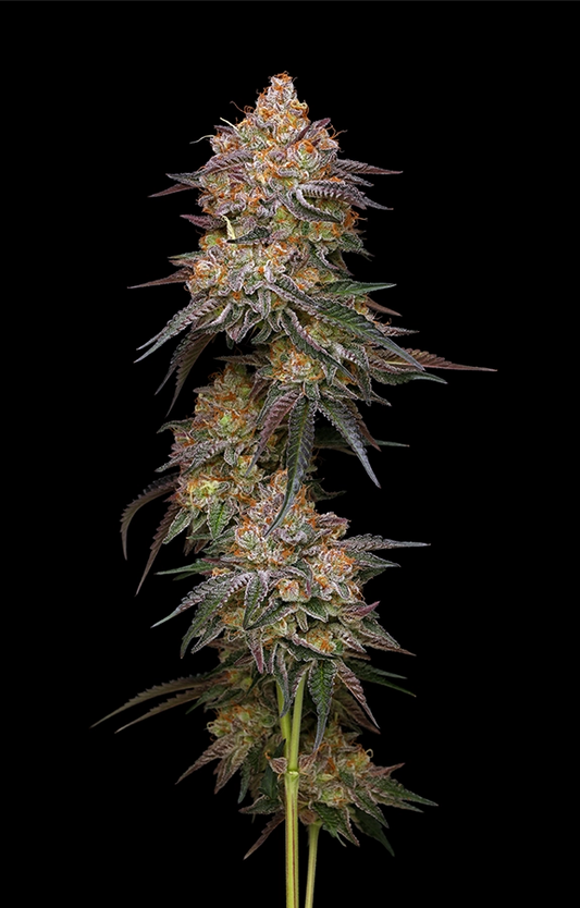 Granny Candy Feminisiert Humboldt Seed Company