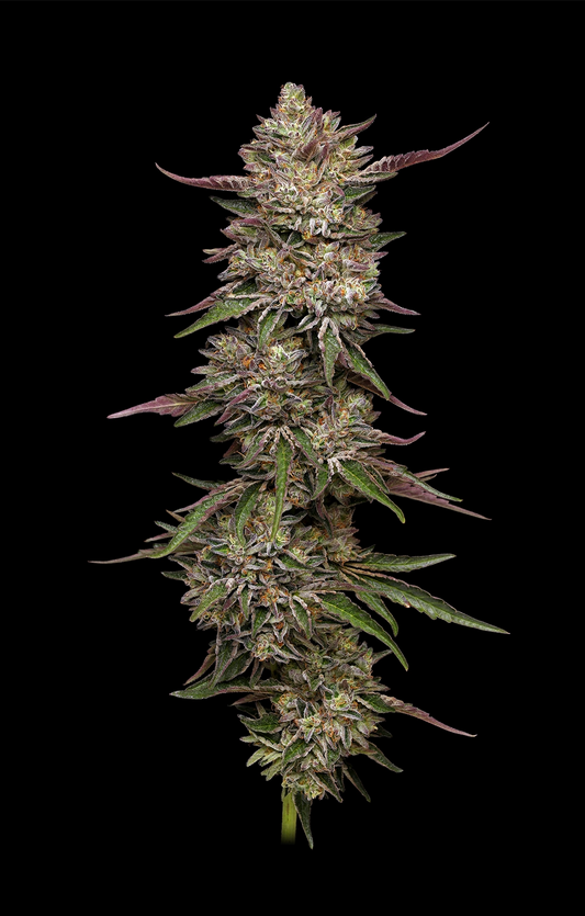 Guzzlerz Feminisiert Humboldt Seed Company
