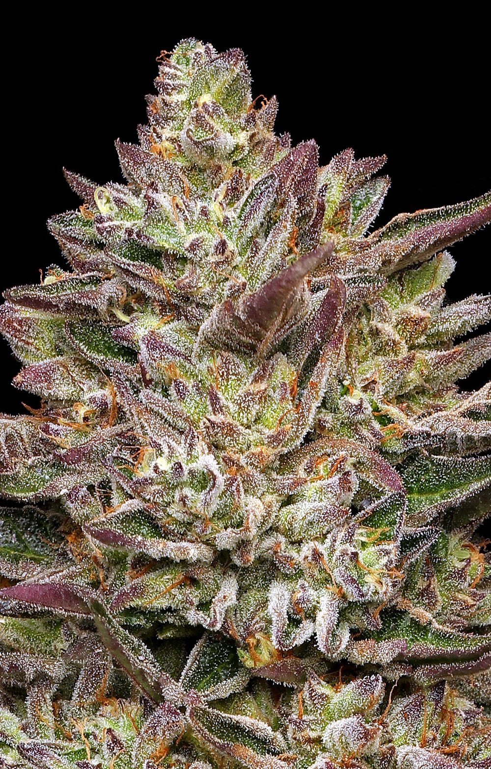 Guzzlerz Feminisiert Humboldt Seed Company