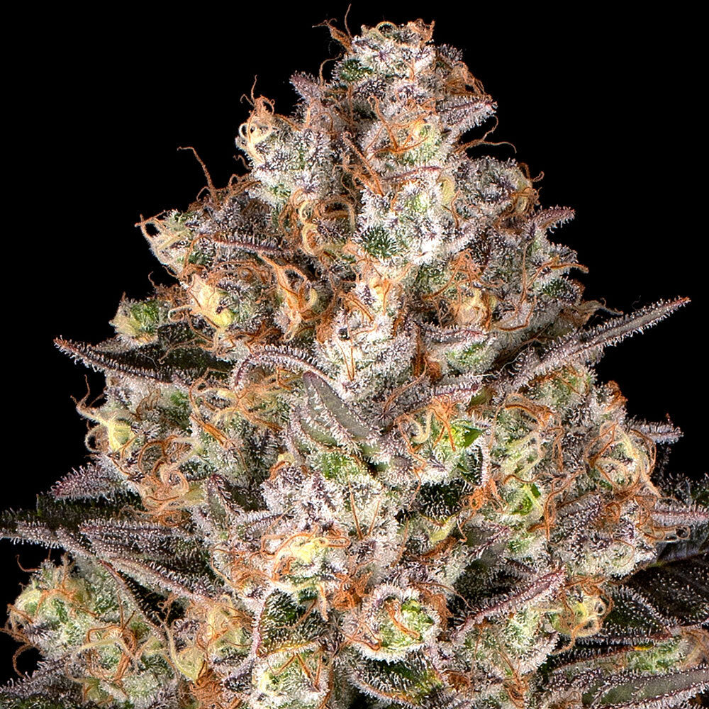 Hindu Kush Feminisiert Barney's Farm