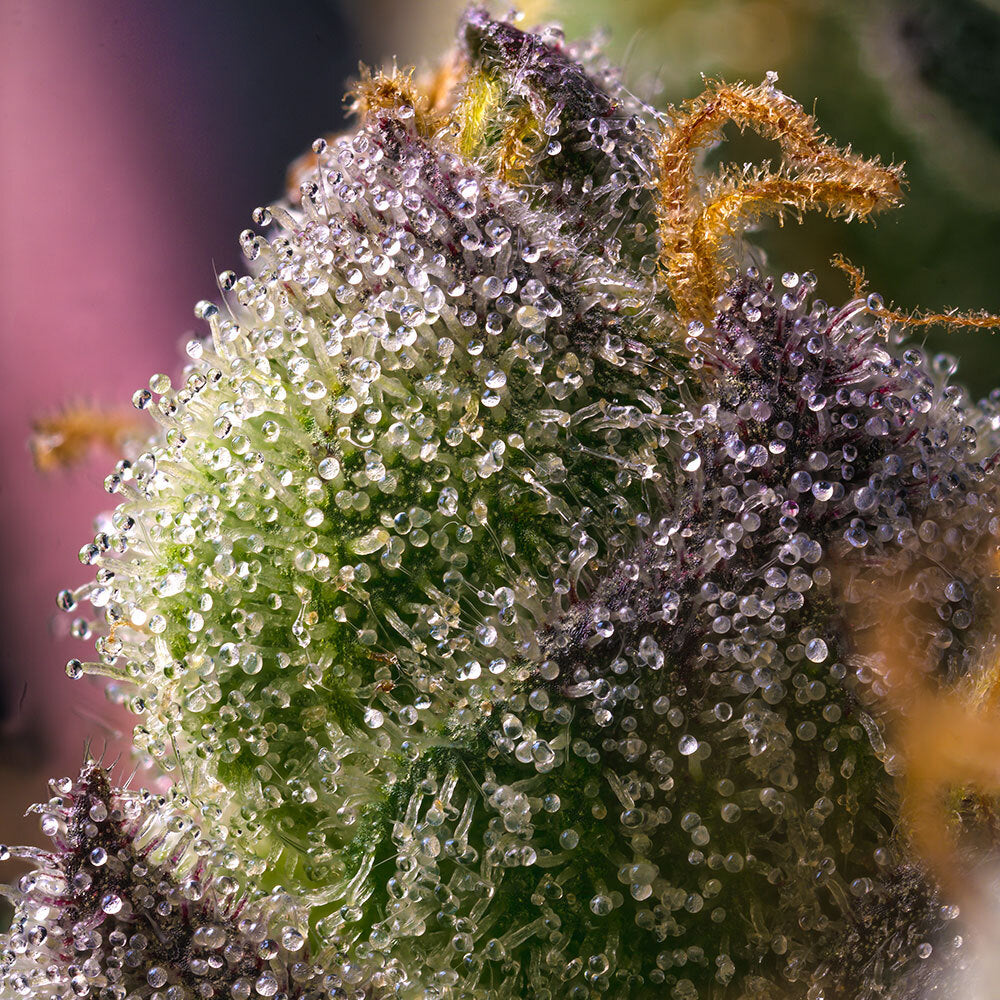 Hindu Kush Feminisiert Barney's Farm