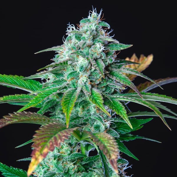 Hulkberry Feminisiert Royal Queen Seeds