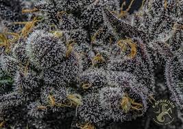Spritzer Feminisiert Bubbatz Seeds