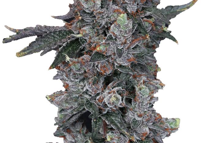 Spritzer Feminisiert Bubbatz Seeds